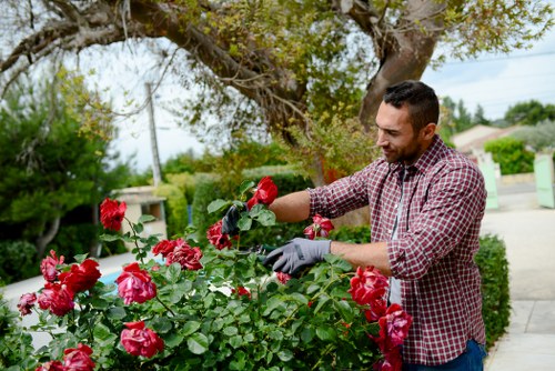 A man with short dark hair, wearing a red and white checkered shirt with rolled-up sleeves and grey gardening gloves, is tending to a lush rose bush in a well-maintained front garden. The rose bush features vibrant pink and red blooms with dense green foliage, positioned alongside a paved pathway. Behind him, a large tree with sprawling branches provides some shade, and there are neatly trimmed hedges and a lawn area. The background shows a suburban street with houses, power lines, and a clear sky, suggesting a bright, sunny day during mild weather. The scene reflects outdoor gardening and hedge trimming services, emphasizing detailed garden care in a residential setting near Blackfriars, London, in the UK, consistent with professional landscaping and gardening expertise.