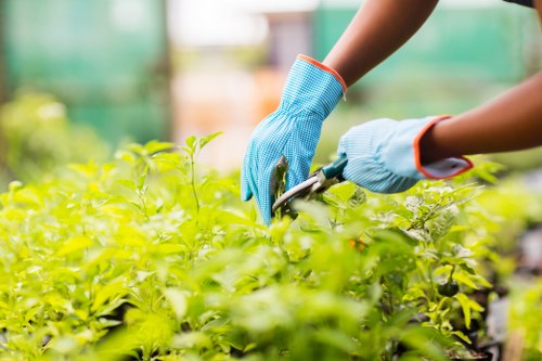A close-up view of a gardener's hands wearing light blue gardening gloves, using pruning shears to trim green shrubbery in a well-maintained outdoor garden space. The hedge appears dense with vibrant green leaves, and the trimming action creates a neat boundary along a patio or pathway area. In the background, blurred garden elements such as trees and potted plants are visible, suggesting a landscaped garden typical of Blackfriars or central London gardens. The natural lighting indicates a sunny day with soft shadows, highlighting the fresh foliage and the activity of garden maintenance. The scene reflects professional gardening and hedge trimming services offered by Hedge Trimming Blackfriars, emphasizing attention to detail in lawn and shrub maintenance within a residential or commercial outdoor environment, situated in an urban setting near central London postcode areas.